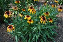 Load image into Gallery viewer, Echinacea 'Fiery Meadow Mama'