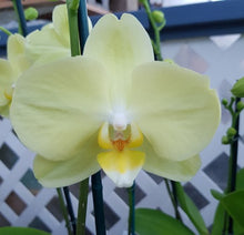 Load image into Gallery viewer, Orchid phalaenopsis