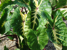 Load image into Gallery viewer, Colocasia 'Royal Hawaiian White Lava' Elephant Ear
