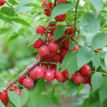 Load image into Gallery viewer, Prunus 'Easy as Pie' Cherry Bush