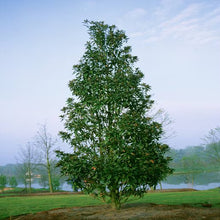 Load image into Gallery viewer, Magnolia grandiflora 'Alta'