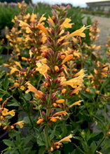 Load image into Gallery viewer, Agastache 'Kudos Gold'