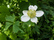 Load image into Gallery viewer, Anemone virginiana 'Thibmleweed'