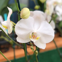 Load image into Gallery viewer, Orchid phalaenopsis