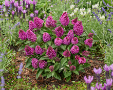 Load image into Gallery viewer, Buddleia 'Little Rockstars Red'