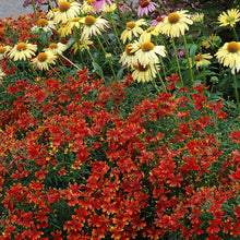 Load image into Gallery viewer, Coreopsis 'Ladybird'