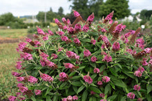 Load image into Gallery viewer, Buddleia 'Dapper Pink' Butterfly Bush