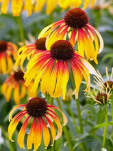 Load image into Gallery viewer, Echinacea 'Fiery Meadow Mama'