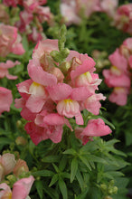 Load image into Gallery viewer, Snapdragon 'Snapshot Pink'