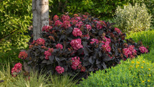 Load image into Gallery viewer, Hydrangea macrophylla 'Eclipse'
