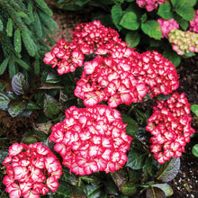 Load image into Gallery viewer, Hydrangea macrophylla 'Kimono'