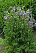 Load image into Gallery viewer, Polemonium boreale 'Heavenly Habit'