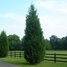 Load image into Gallery viewer, Callitropsis leylandii 'Leyland Cypress'