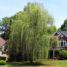Load image into Gallery viewer, Salix alba 'Tristis' Niobe Weeping Willow