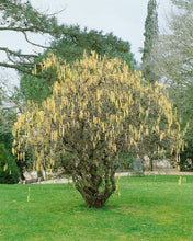 Load image into Gallery viewer, Corylus avellana ‘Contorta’ Harry Lauder’s Walking Stick