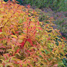 Load image into Gallery viewer, Diervilla 'Kodiak Orange'