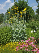 Load image into Gallery viewer, Rudbeckia maxima "Giant Coneflower"