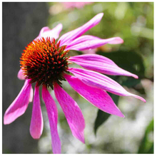 Load image into Gallery viewer, Purple Coneflower Seeds