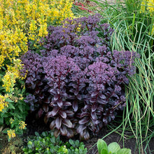 Load image into Gallery viewer, Sedum telephium 'Dark Magic'