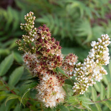 Load image into Gallery viewer, Sorbaria sorbifolia 'Cherry On Top'