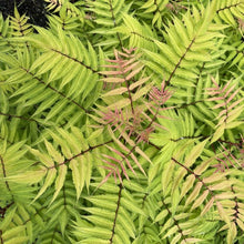Load image into Gallery viewer, Sorbaria sorbifolia 'Cherry On Top'