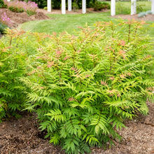 Load image into Gallery viewer, Sorbaria sorbifolia 'Cherry On Top'