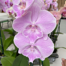 Load image into Gallery viewer, Orchid phalaenopsis