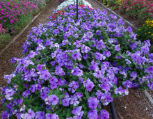 Load image into Gallery viewer, Vinca 'Blockbuster Blue'
