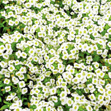 Load image into Gallery viewer, Alyssum Carpet of Snow Seeds