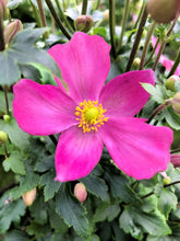 Load image into Gallery viewer, Anemone 'Red Riding Hood'