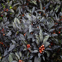 Load image into Gallery viewer, Ornamental Pepper 'Black Pearl'