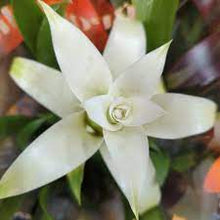 Load image into Gallery viewer, Bromeliad guzmania