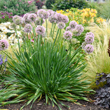 Load image into Gallery viewer, Allium 'Bubble Bath'