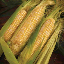 Load image into Gallery viewer, Corn Sweet Peaches & Cream Seeds