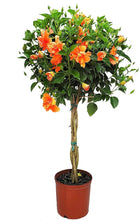Load image into Gallery viewer, Hibiscus Braided Trees