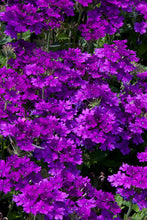 Load image into Gallery viewer, Verbena 'EnduraScape Purple Improved'