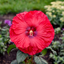 Load image into Gallery viewer, Hibiscus 'Valentine's Crush'