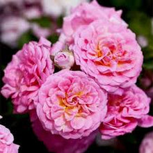 Load image into Gallery viewer, Rosa 'Sweet Drift' Rose Bush