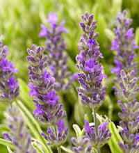Load image into Gallery viewer, Lavender angustifolia 'Platinum Blonde'