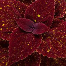 Load image into Gallery viewer, Coleus "Talavera Moondust'
