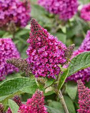 Load image into Gallery viewer, Buddleia 'Little Rockstars Red'