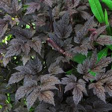 Load image into Gallery viewer, Actaea simplex ‘Black Negligee’ Baneberry
