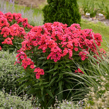 Load image into Gallery viewer, Phlox paniculata 'Luminary Sunset Coral'
