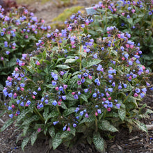 Load image into Gallery viewer, Pulmonaria 'Pink-a-Blue' Lungwort