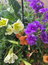 Load image into Gallery viewer, Fall Harvest Combo Hanging Basket