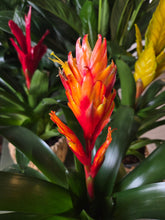 Load image into Gallery viewer, Bromeliad with Wicker Basket