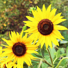 Load image into Gallery viewer, Sunflower Skyscraper Seeds