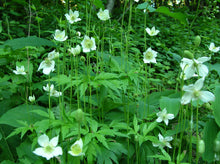 Load image into Gallery viewer, Anemone virginiana 'Thibmleweed'