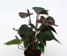 Load image into Gallery viewer, Anthurium 'Flamingo Flower'