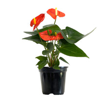 Load image into Gallery viewer, Anthurium 'Flamingo Flower'